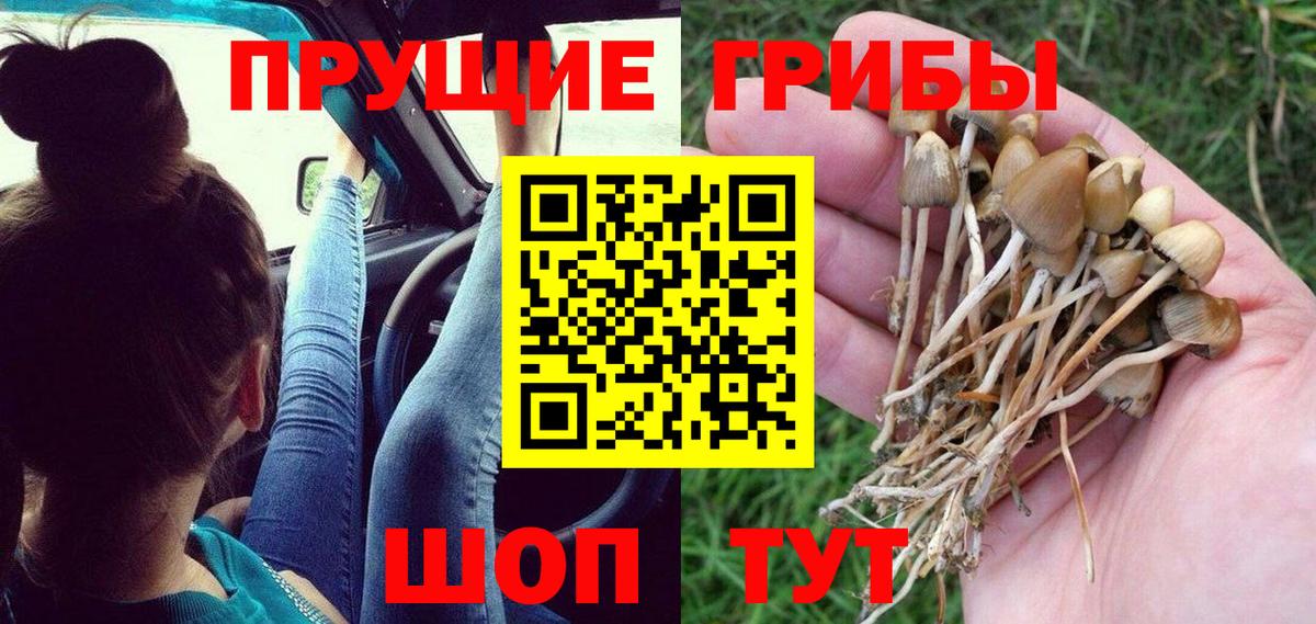 Псилоцибиновые грибы Cubensis Александров